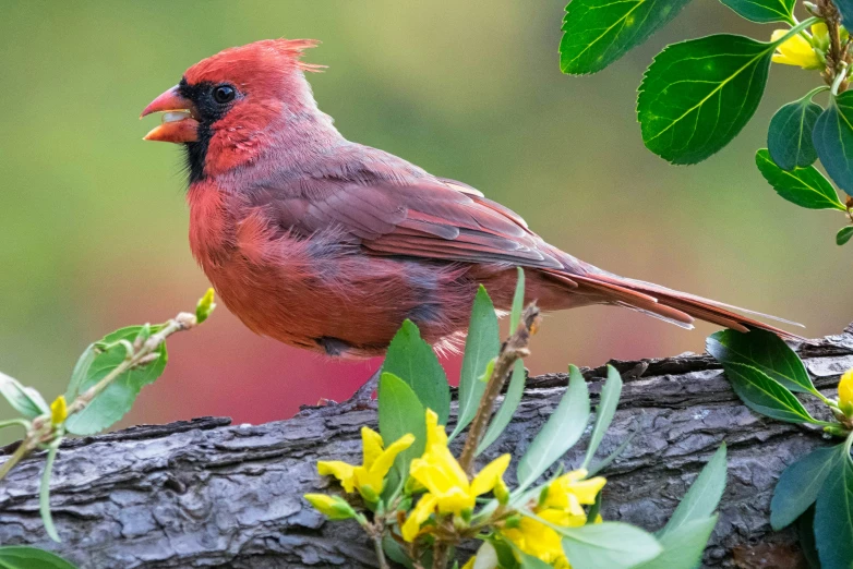 the bird is sitting on a tree nch with the flowers