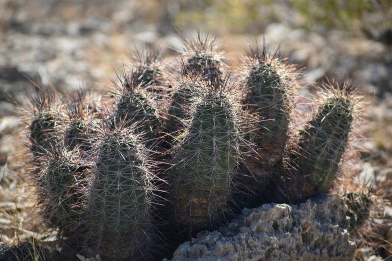 a cactus plant in the middle of the desert