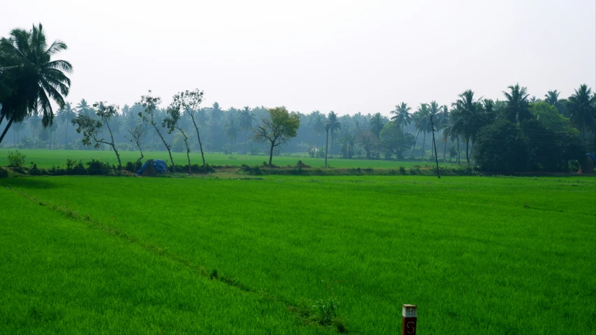 a large field of grass and several people in the distance