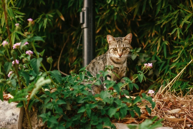 a cat is sitting in front of some plants and flowers