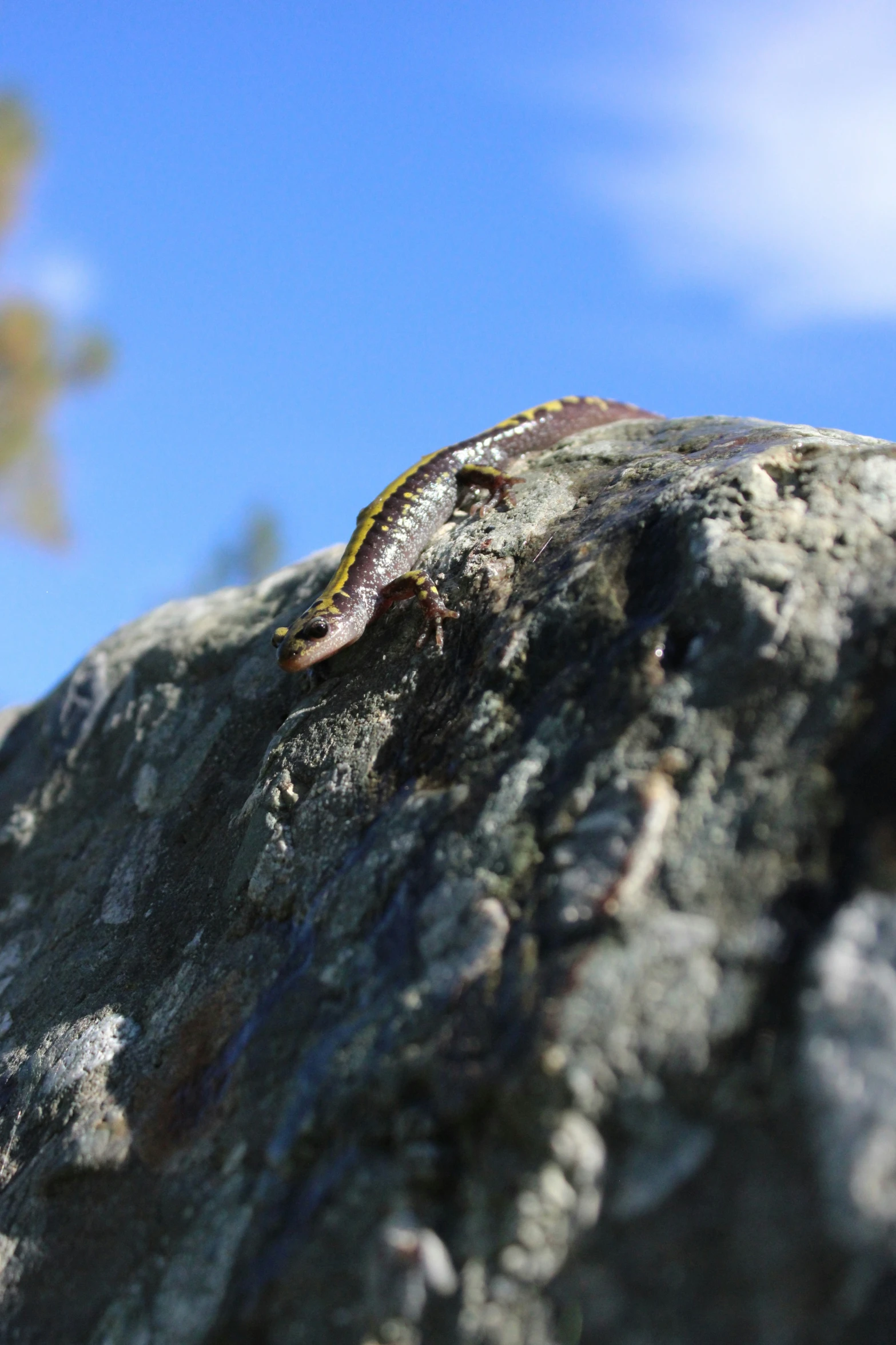 a small lizard on the rocky surface on a sunny day