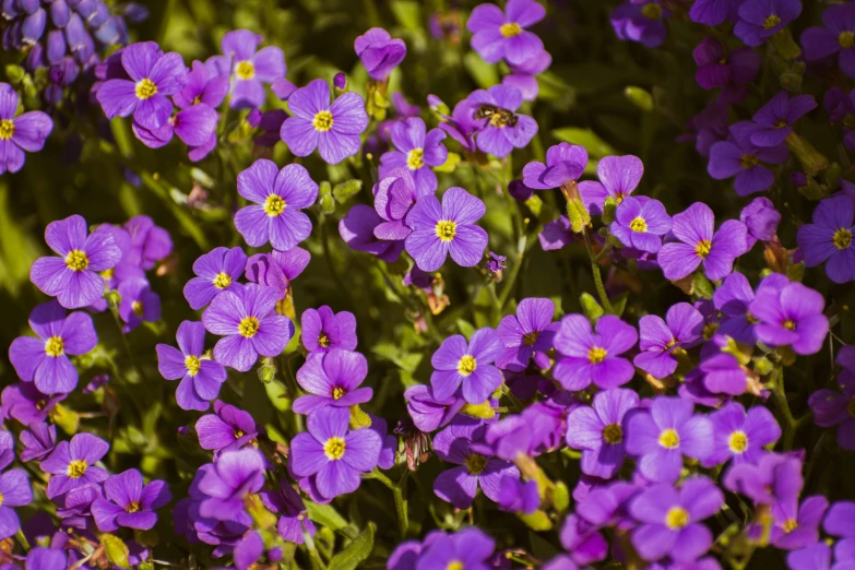 purple flowers growing out of the green leaves