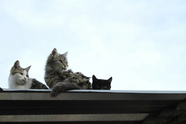 three cats sitting on top of a ledge