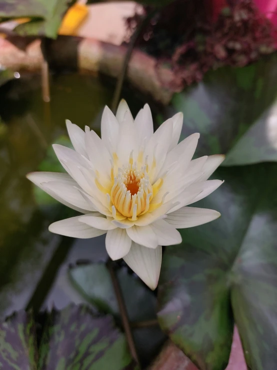 a closeup view of a water lily with its yellow center