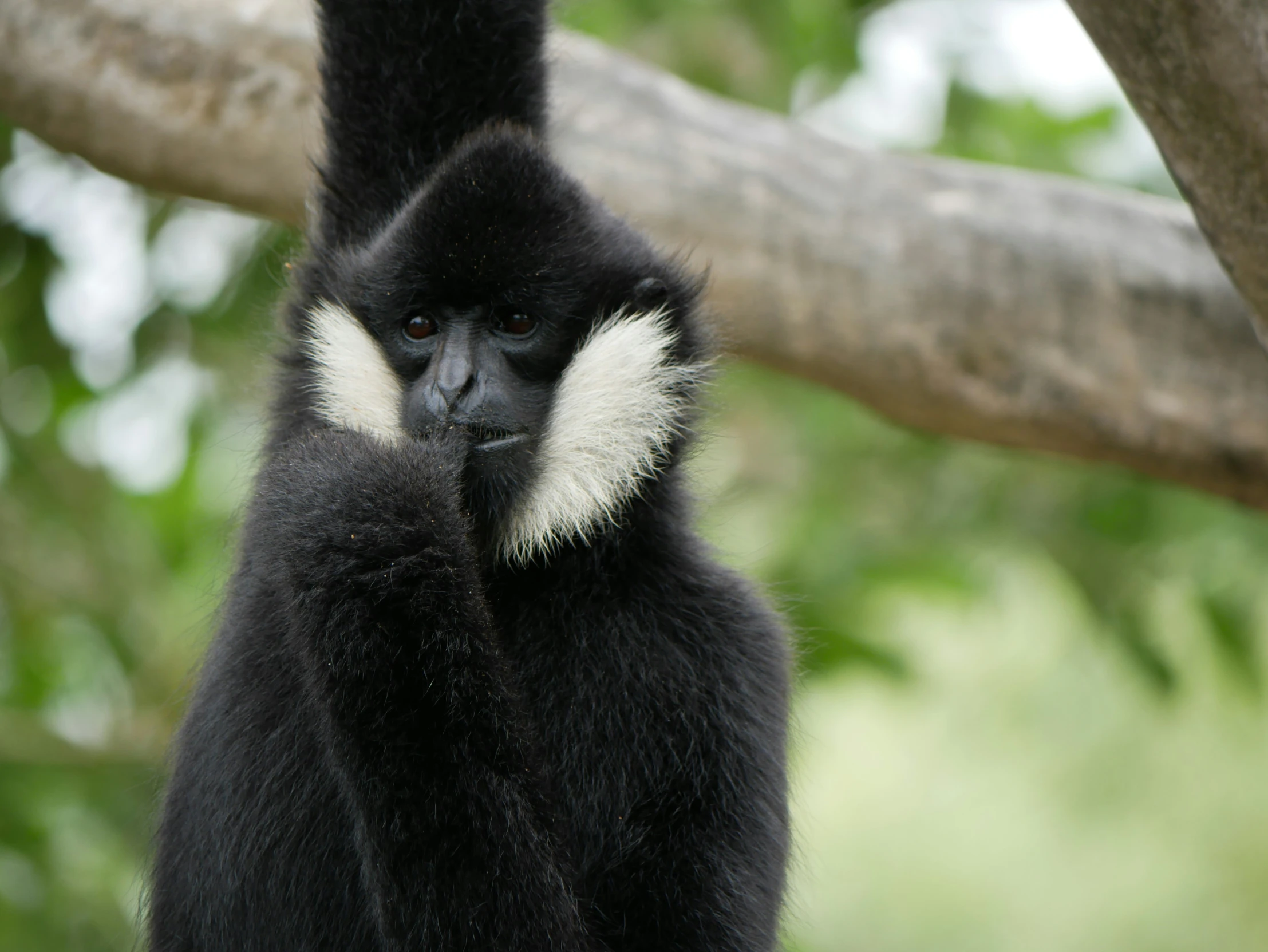 black and white monkey sitting on top of a tree nch