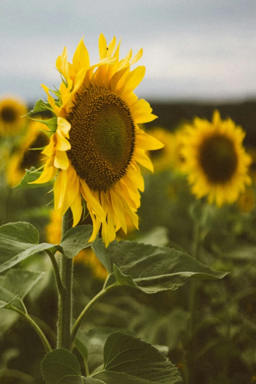 a field of large sunflowers standing next to each other