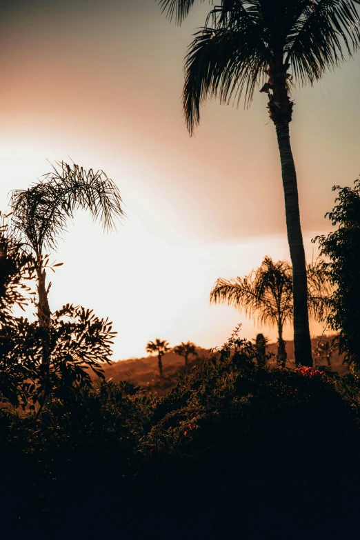 palm trees on the other side of a sunset