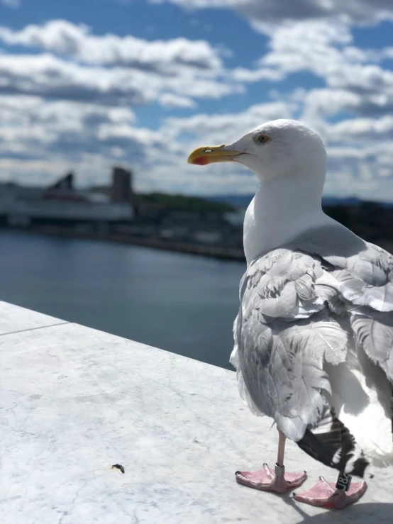 the bird is sitting outside on the ledge