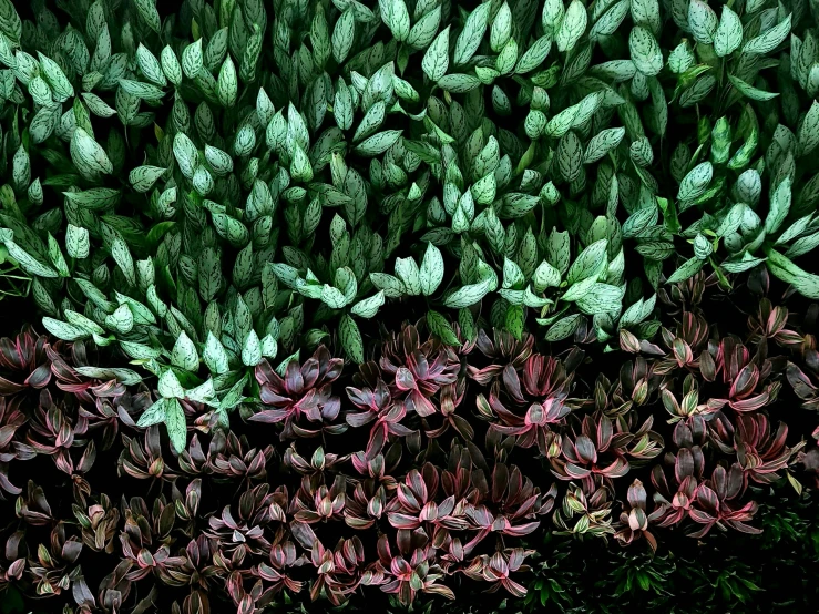 several colorful purple plants are growing together