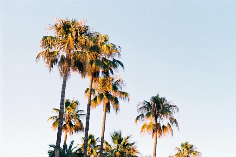 palm trees standing in a row under a cloudless blue sky