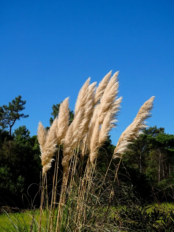 there are tall grasses blowing in the wind