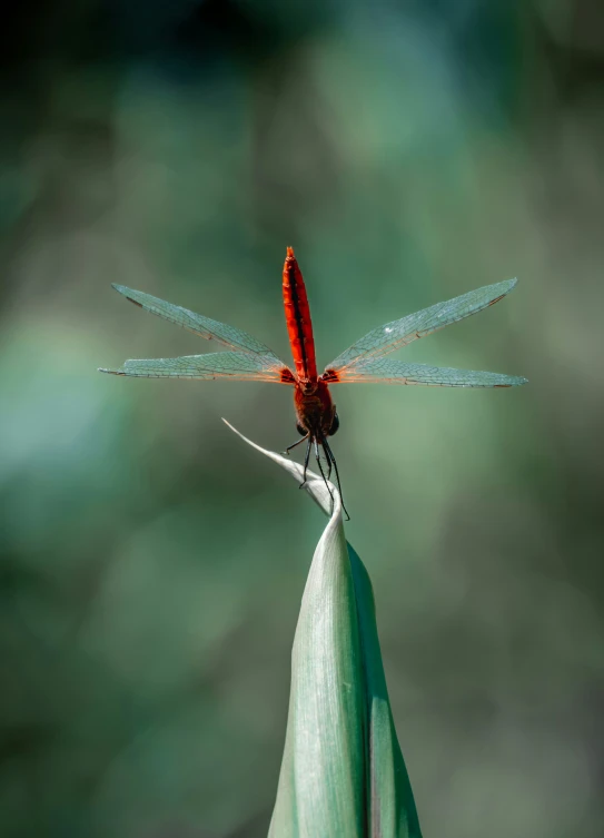 the red dragonfly has long, pointed wings