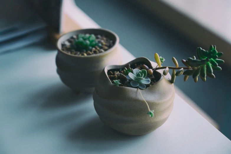 two pots with some plants in them