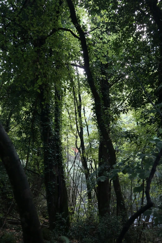 lush green vegetation with a path through them