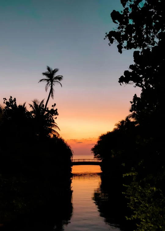 an image of trees near a river at dusk