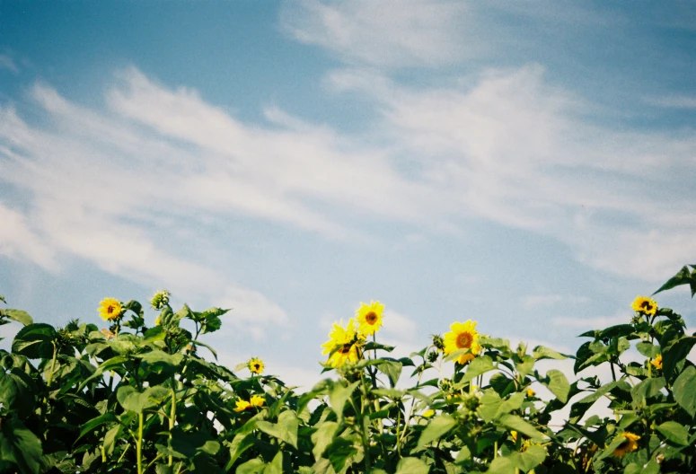 a group of sunflowers with leaves under a blue cloudy sky