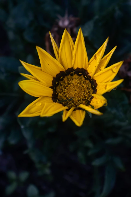 a single sunflower has been placed in a bed