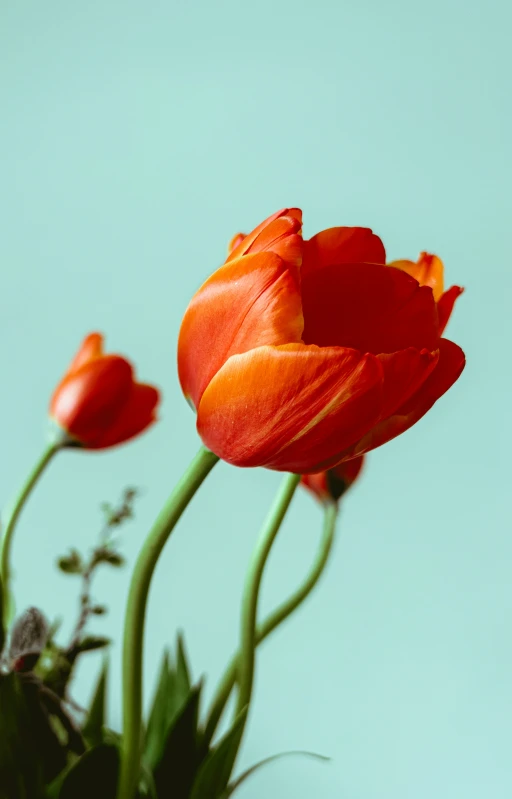 several orange flowers that are blooming together