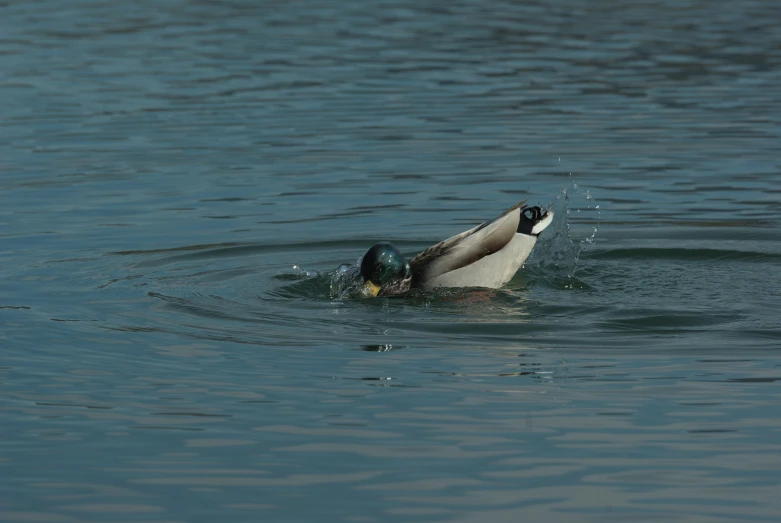 a mallard swims with its mouth open in the water