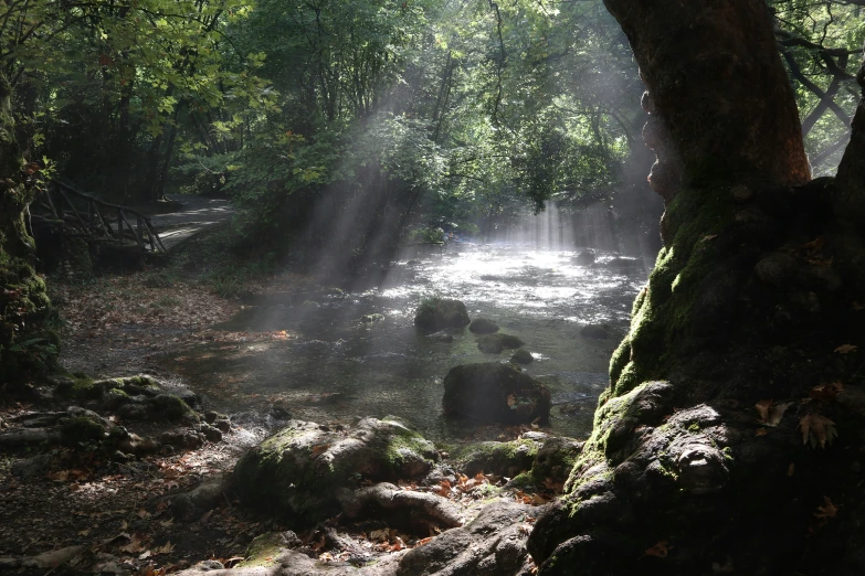 the sunlight is shining through the trees into a creek