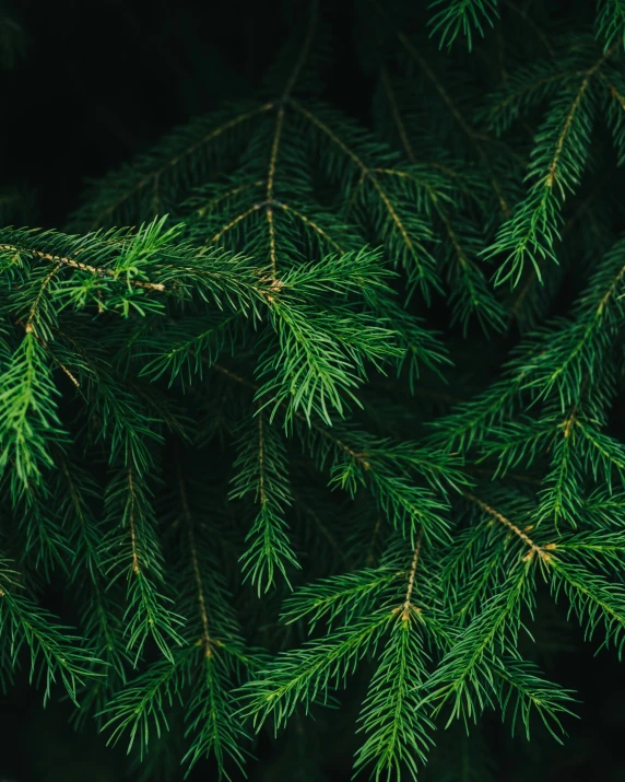 pine tree needles against dark background