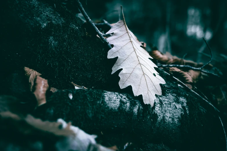 a maple leaf that is laying on some nches