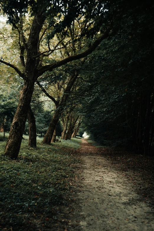 a trail going through the forest next to a field