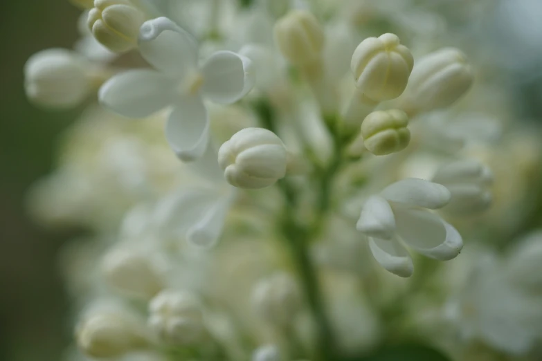 the top part of white flowers growing in close up