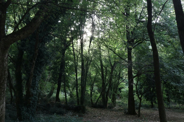 the trees on this area are filled with leaves