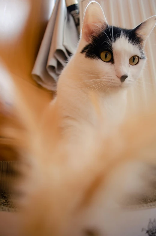 black and white cat sitting behind papers with the view out of it's window