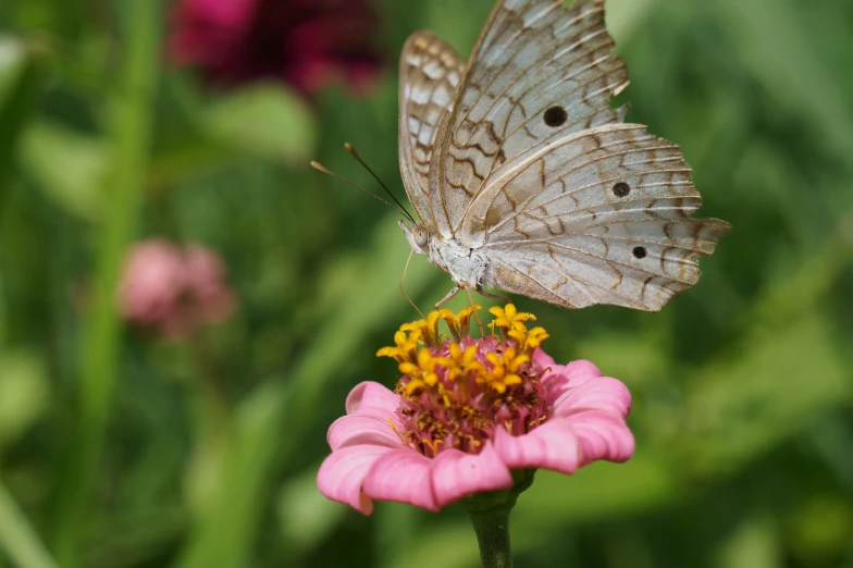 a large brown erfly resting on a pink flower