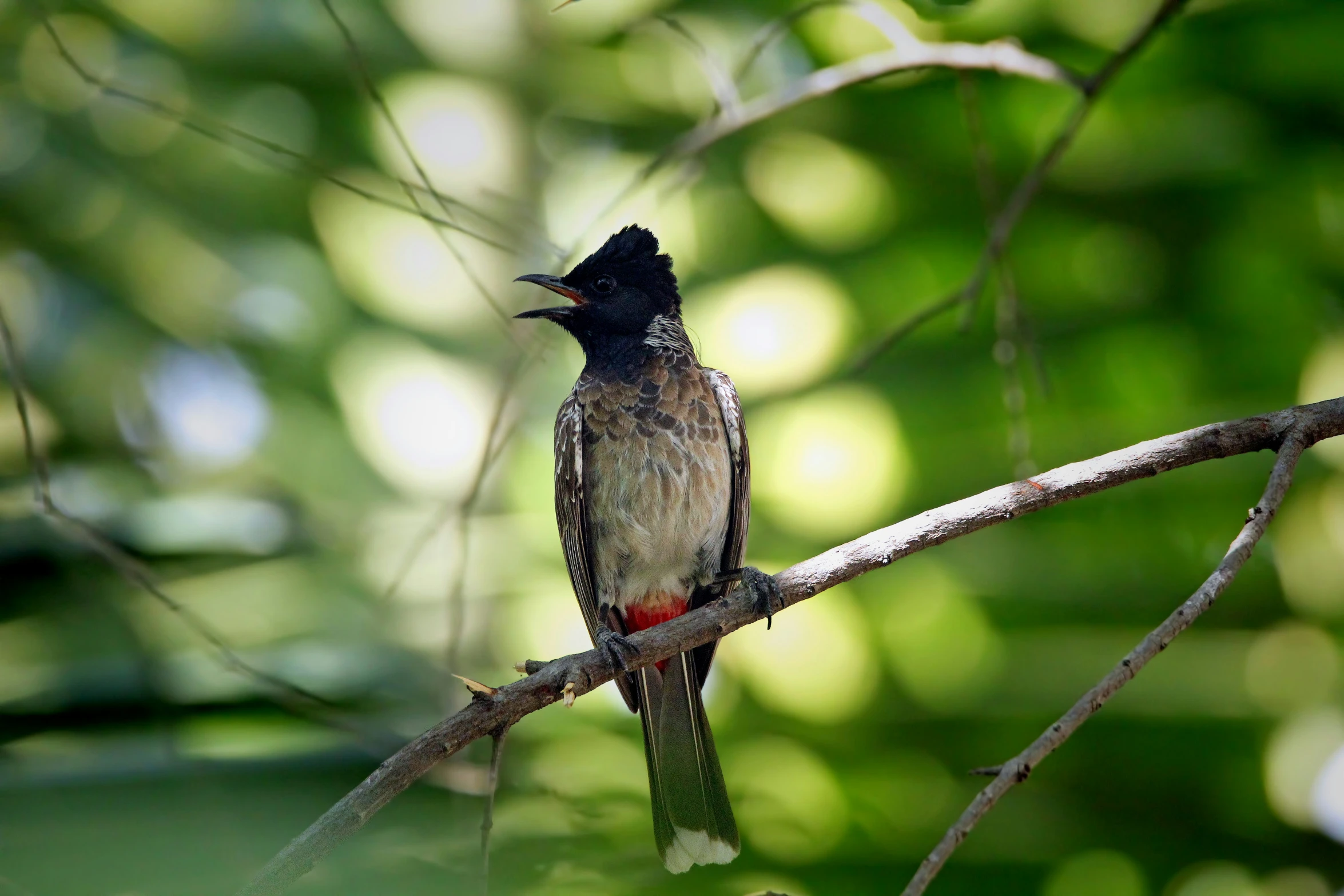 a small bird perched on a tree nch