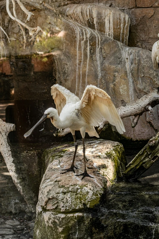 a white bird standing on a rock with wings outstretched