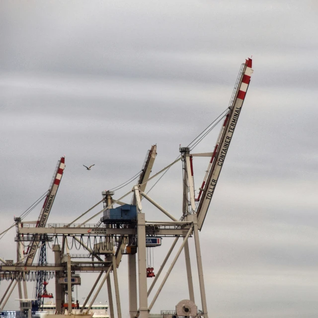 a crane standing still with a bird flying over the top