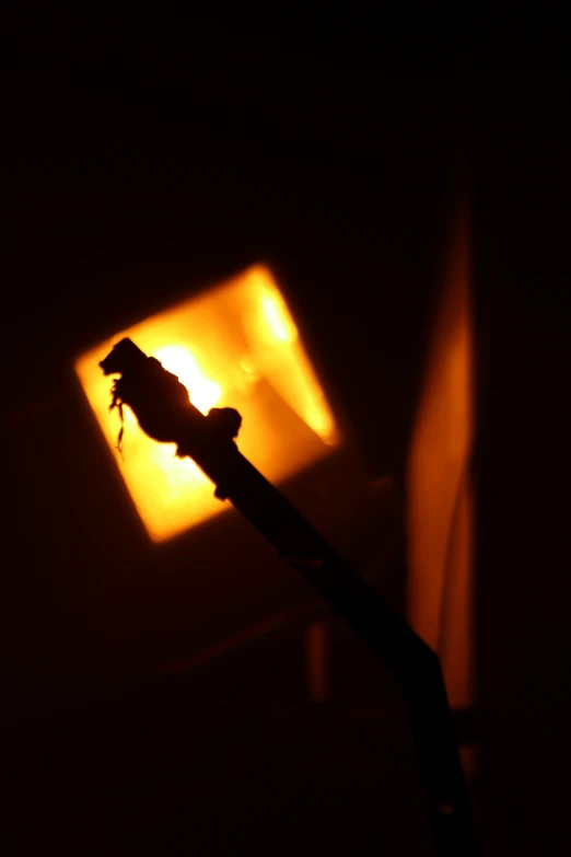 a gecko silhouetted against a light in the dark