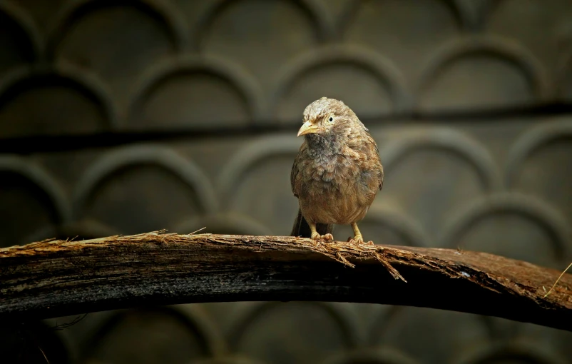 a brown bird is sitting on a nch