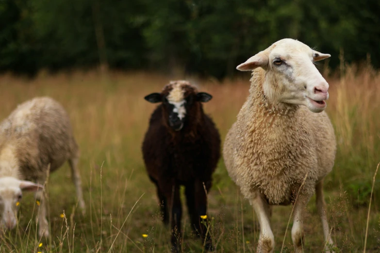 two sheep standing next to each other in a field