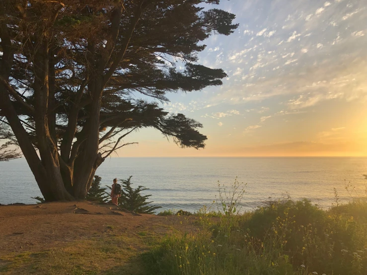 the sun sets on a tree line near the beach