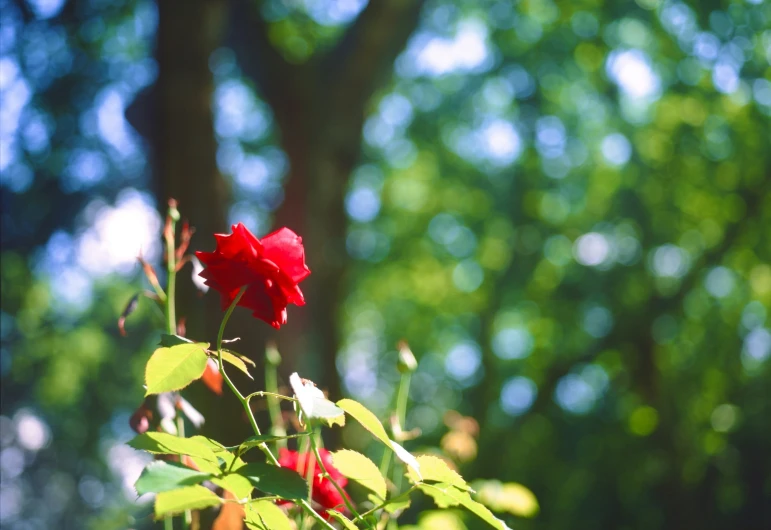 a single red rose in front of a forest filled with green leaves