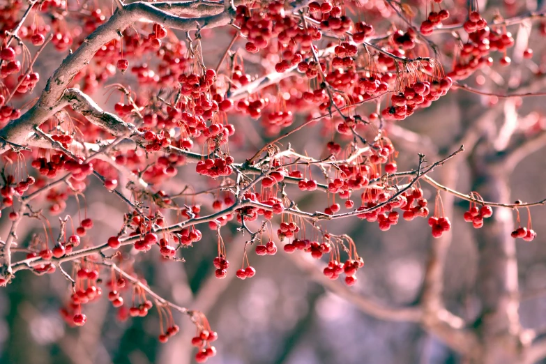 a red bush with tiny, pink berries on it