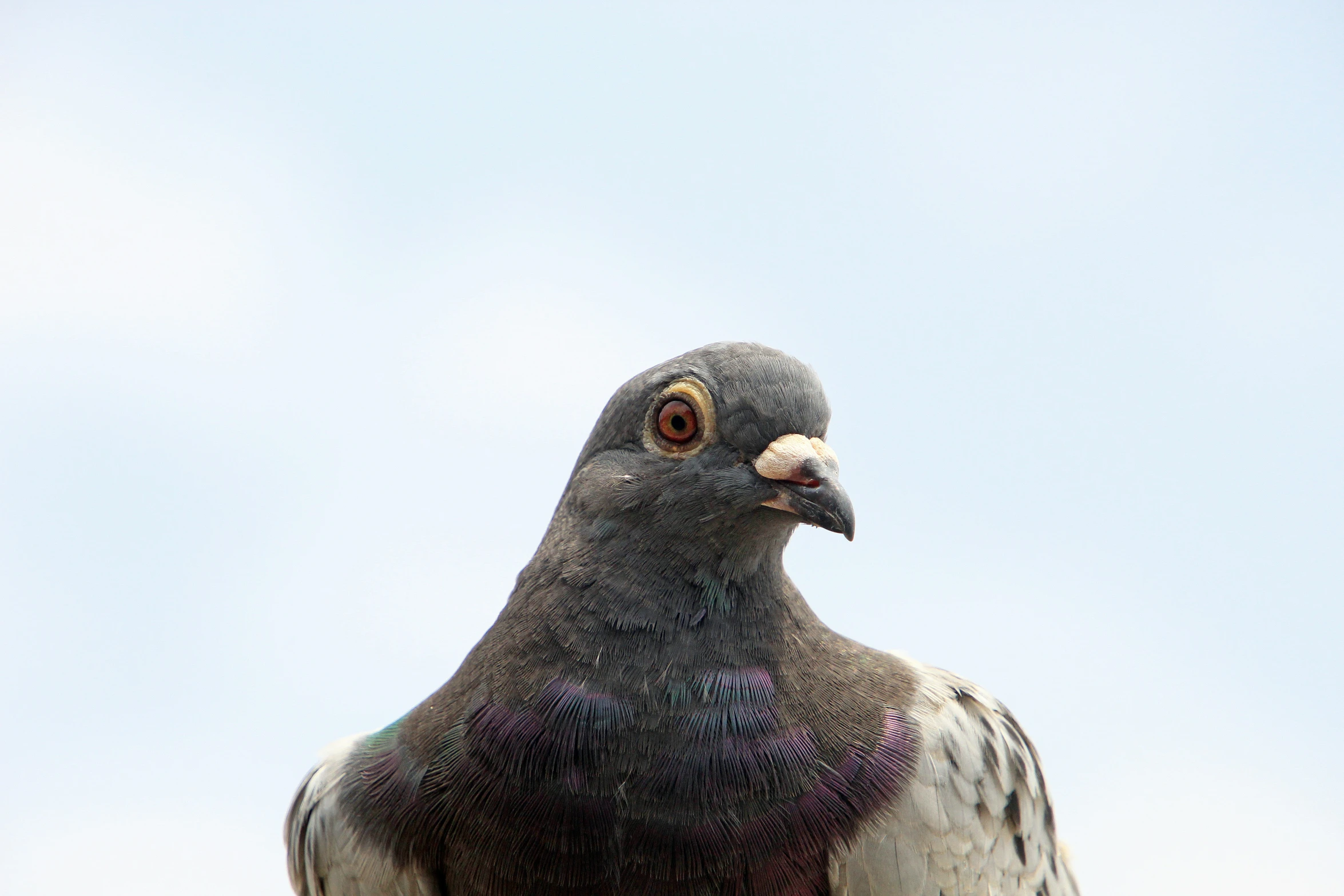 a close up po of a large bird perched on the fence