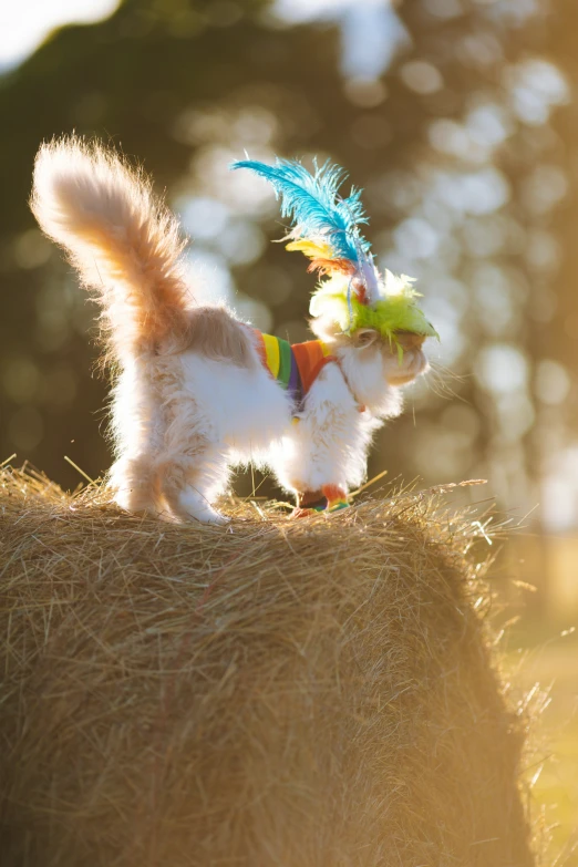an adorable cat that is wearing a colorful feather headpiece