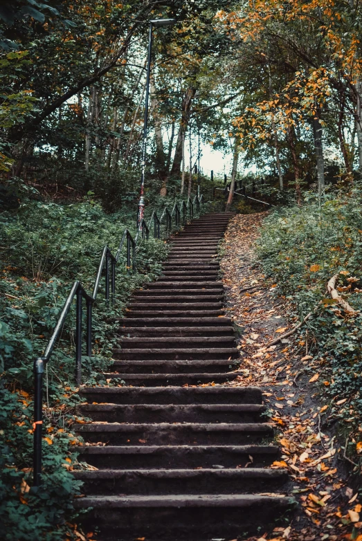 steps leading down to trees with leaves on the ground