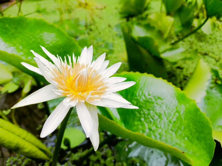 a single white flower in a pond of water