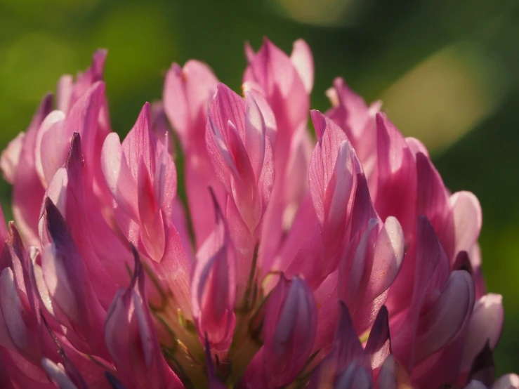 the pink flower blooms brightly and bright in the sun