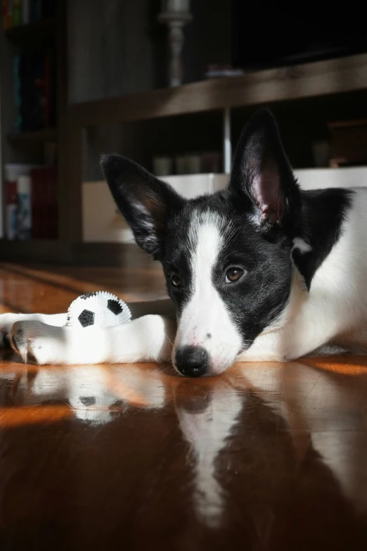 a dog lays on a wooden floor playing with a toy