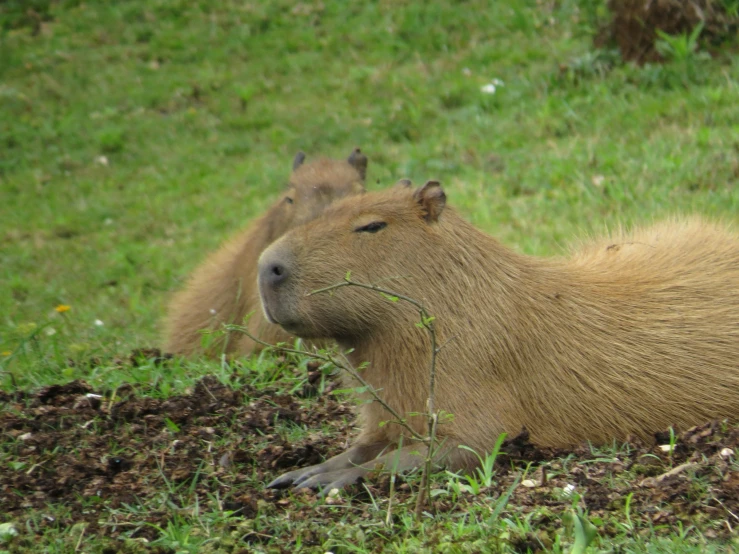 there is a capybara laying in the grass