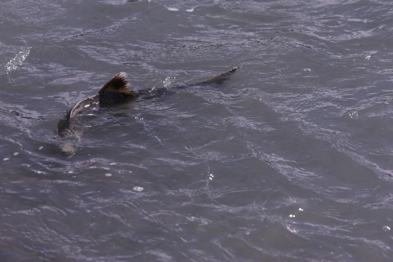 an image of a swimming animal in the water