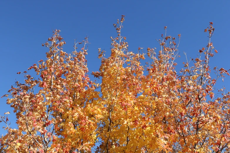 a tall tree with yellow and red leaves