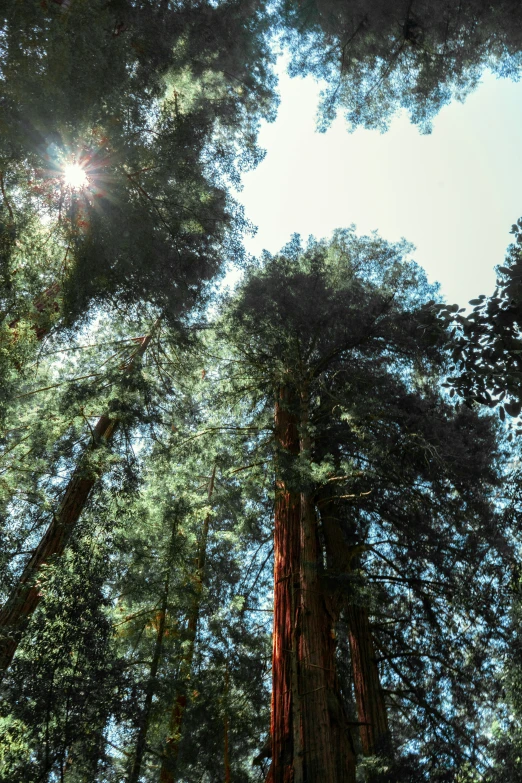 trees, with one of them standing in the center of the tree trunks